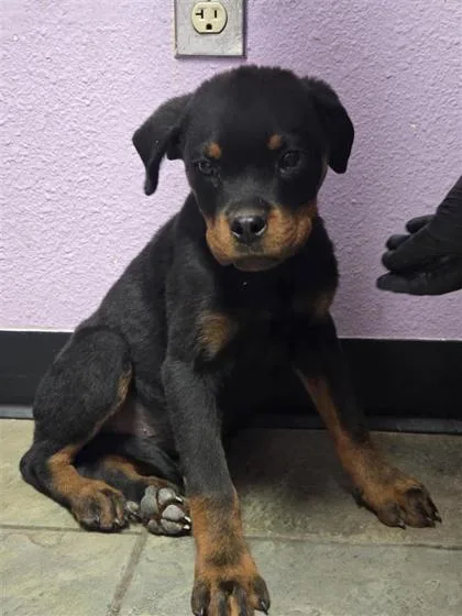 A baby medium-sized male Black Rottweiler dog named 60845326 for adoption in El Paso, TX