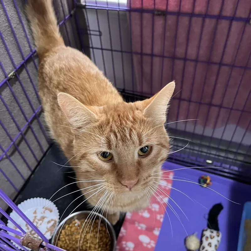 An adult small-sized male Domestic Short Hair cat named Mr. Wonderful for adoption in Salisbury, MA