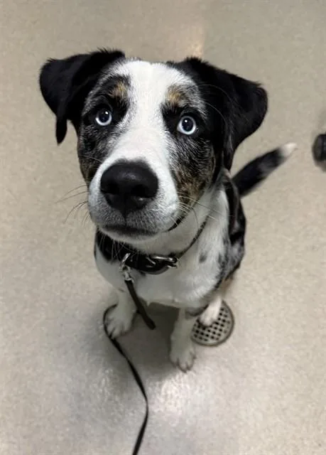 A young large-sized male Catahoula Leopard Dog dog named Prince Charming for adoption in Newton, NC