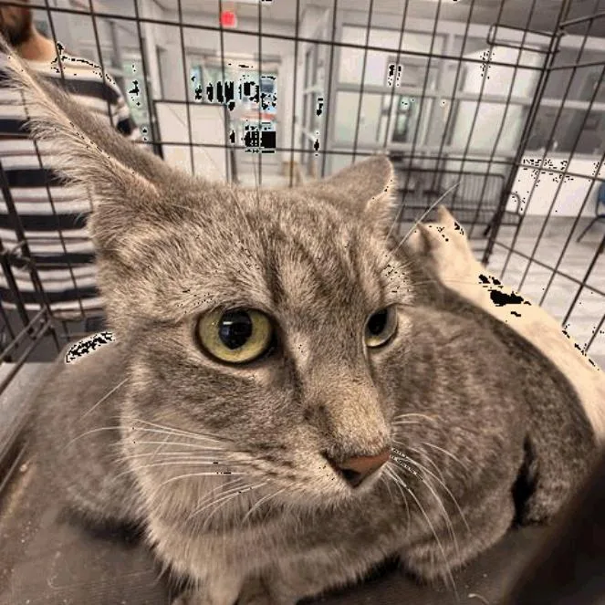 An adult medium-sized female Domestic Short Hair cat named Eliza for adoption in New York, NY