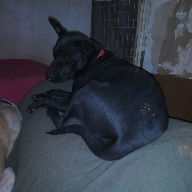 An adult large-sized male Black Labrador Retriever dog named Bearie for adoption in Anton, TX