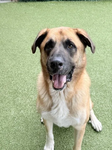 An adult extra large-sized male Shepherd dog named Riley for adoption in Canton, GA
