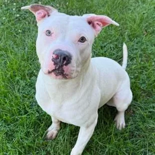 A young medium-sized female Pit Bull Terrier dog named Tori for adoption in Addison, IL