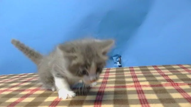 A baby small-sized male Domestic Short Hair cat named A for adoption in Gardena, CA