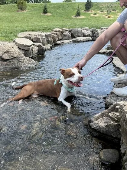 An adult large-sized female Red / Chestnut / Orange Pit Bull Terrier dog named Lil' Mama for adoption in Kansas City, MO
