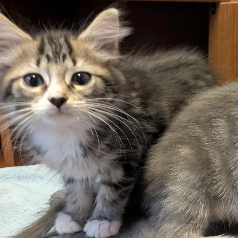 A baby small-sized female Domestic Long Hair cat named McLain for adoption in Grand Rapids, MI