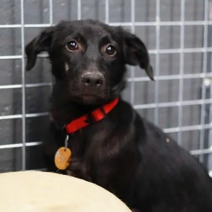 A young small-sized female Labrador Retriever dog named Honey for adoption in Atlanta, GA