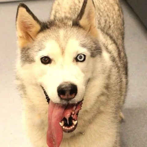 An adult medium-sized male Gray / Blue / Silver Husky dog named Shredder for adoption in Fredericksburg, VA