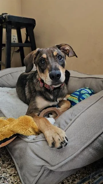 A young medium-sized male Treeing Walker Coonhound dog named Milo for adoption in Frisco, CO