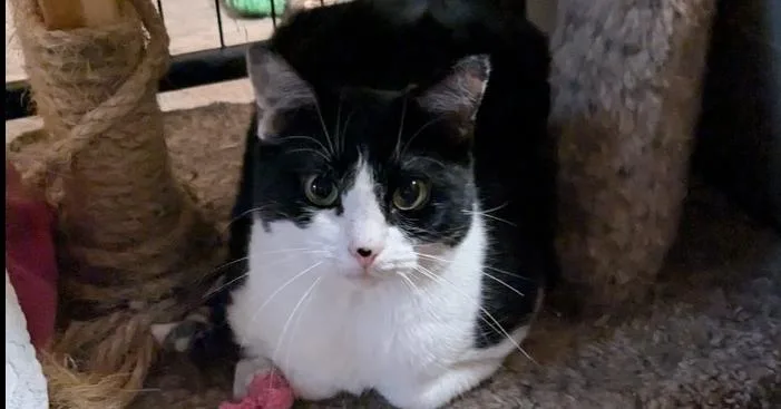 An adult medium-sized female Domestic Short Hair cat named Domino for adoption in Safety Harbor, FL
