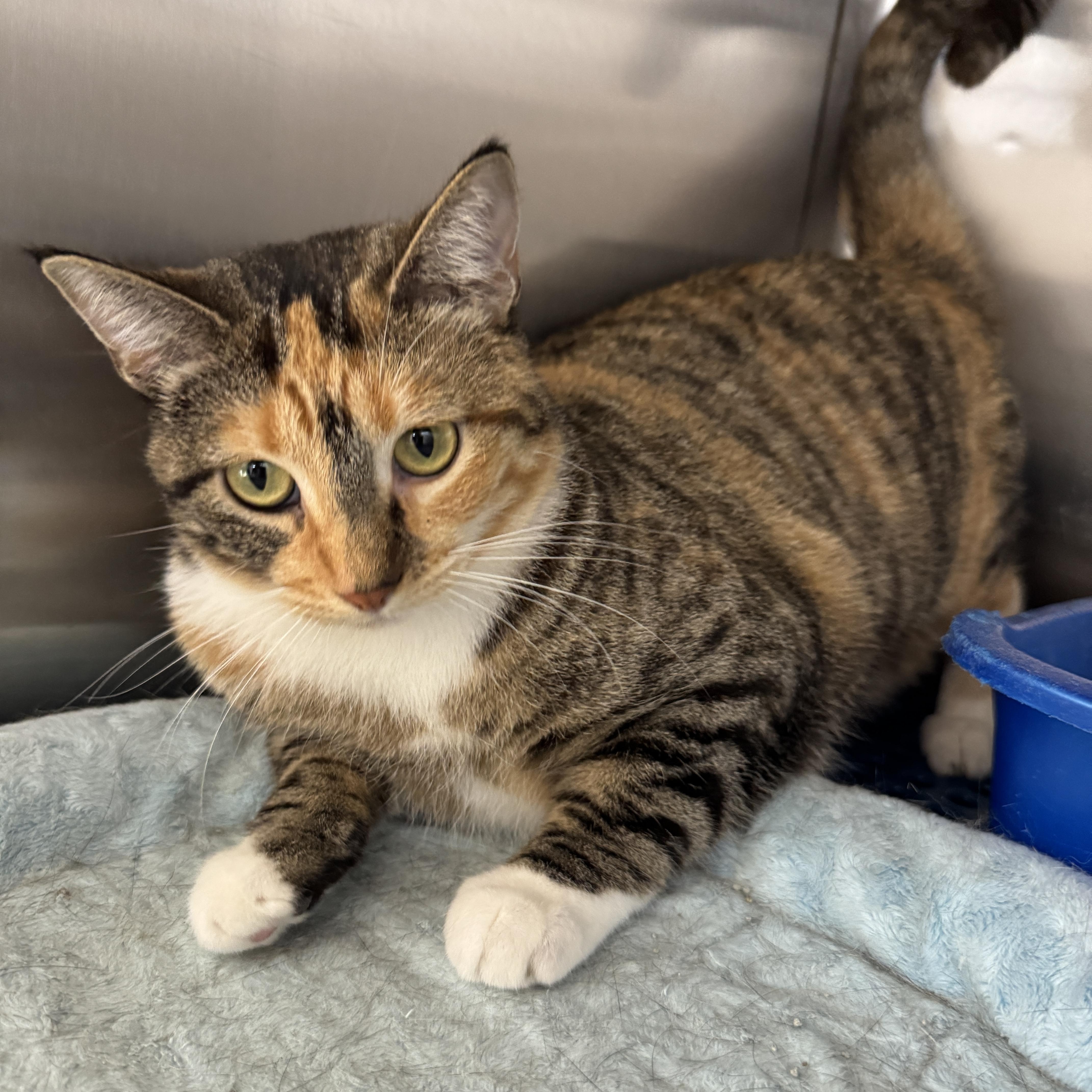 An adult medium-sized female Domestic Short Hair cat named Julep for adoption in Breese, IL