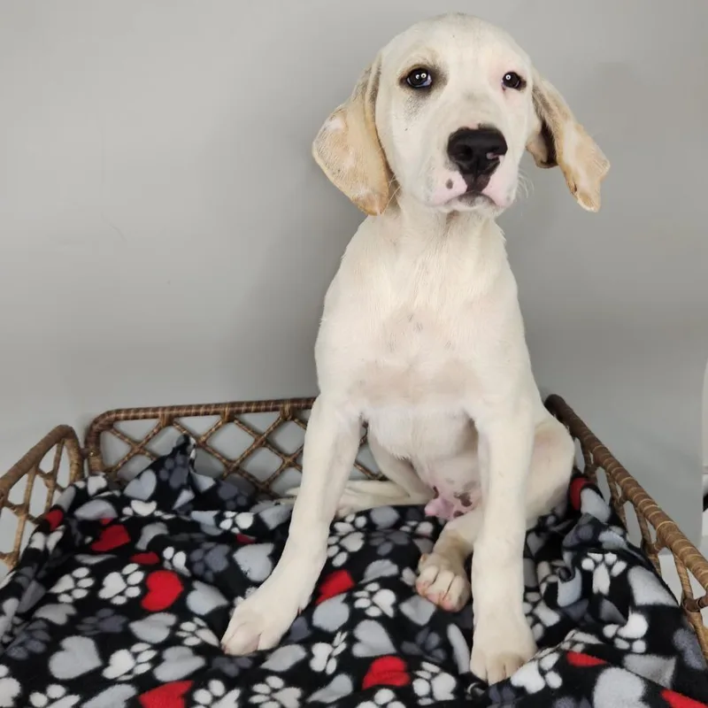 A baby medium-sized male White / Cream Dalmatian dog named Bastion for adoption in Fort Wayne, IN