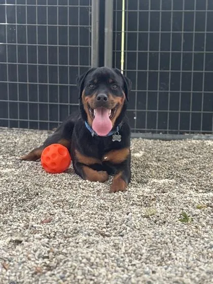 Brutus