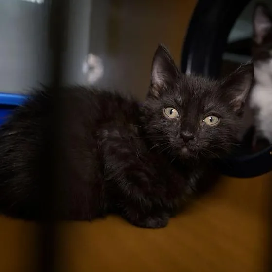 A baby small-sized female Black Domestic Short Hair cat named Melissa for adoption in Point Richmond, CA