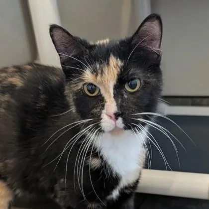 An adult medium-sized female Black & White / Tuxedo Domestic Short Hair cat named Lace for adoption in Dubuque, IA