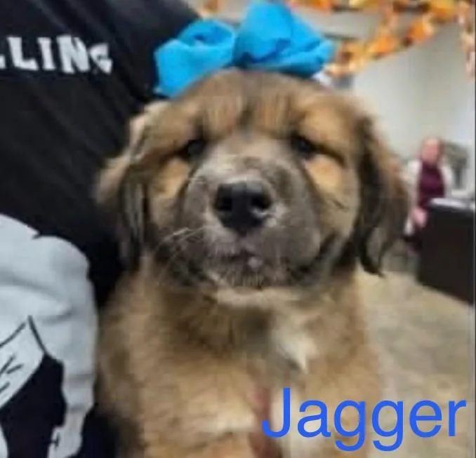 A baby large-sized male Bicolor Border Collie dog named Jagger for adoption in Hamilton, NJ