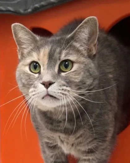 An adult medium-sized female Domestic Short Hair cat named Luna Grace for adoption in Fishers, IN
