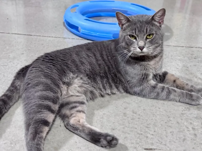 A young small-sized male Tabby cat named Ashton for adoption in Powell, OH