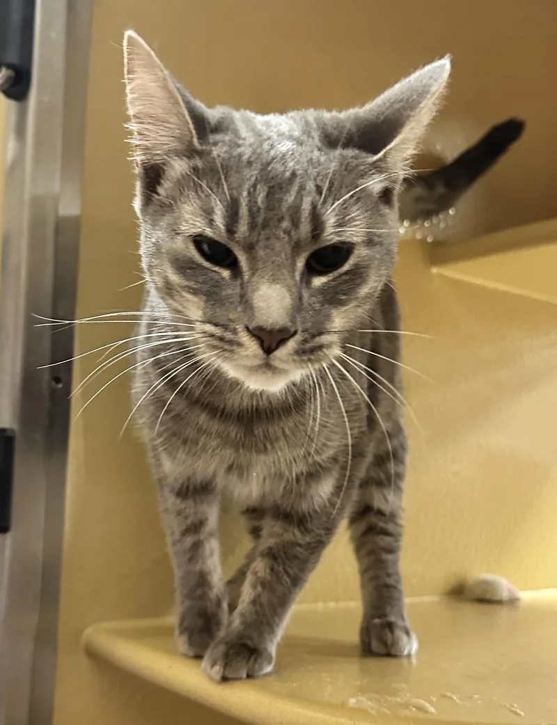 A baby medium-sized female Tabby (Gray / Blue / Silver) Domestic Short Hair cat named Stella for adoption in Worcester, MA