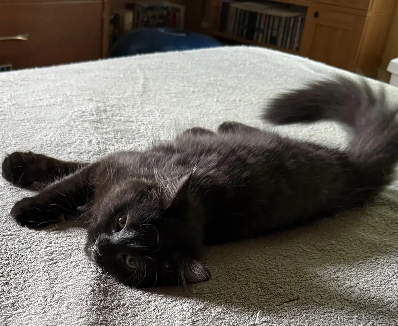 A baby medium-sized female Black Domestic Long Hair cat named Myka for adoption in Export, PA