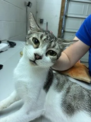 An adult small-sized female Domestic Short Hair cat named Five for adoption in Gainesville, FL