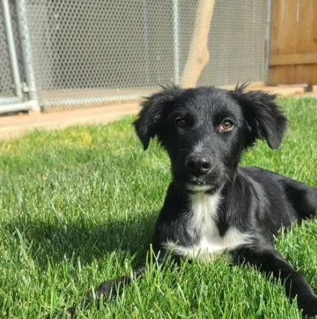 A young large-sized male Border Collie dog named Arlo for adoption in Grafton, WI