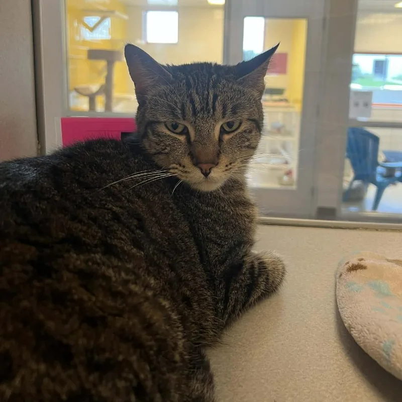 An adult large-sized male Brown / Chocolate Domestic Short Hair cat named Vito for adoption in Cedar Rapids, IA