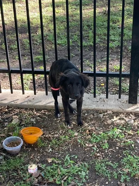 A young medium-sized female Mixed Breed dog named Brownie for adoption in Dallas, TX