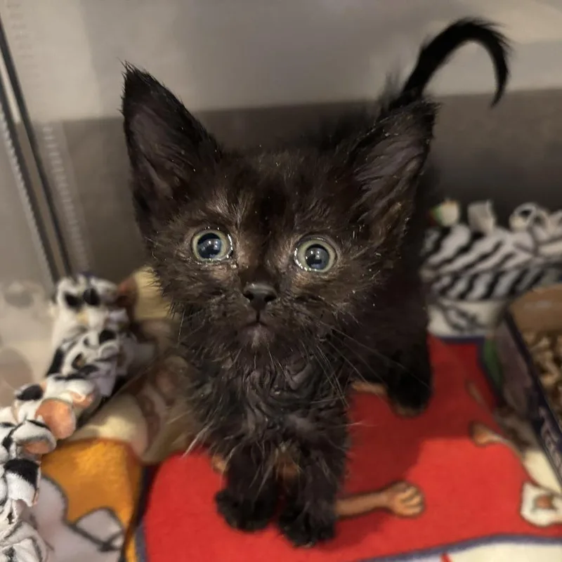 A baby small-sized female Black Domestic Short Hair cat named Nosh for adoption in Kanab, UT