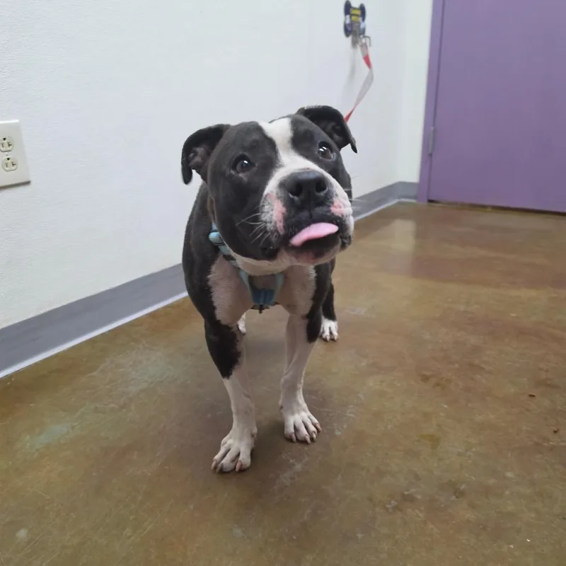 An adult medium-sized female Black Pit Bull Terrier dog named Tuesday for adoption in Albuquerque, NM