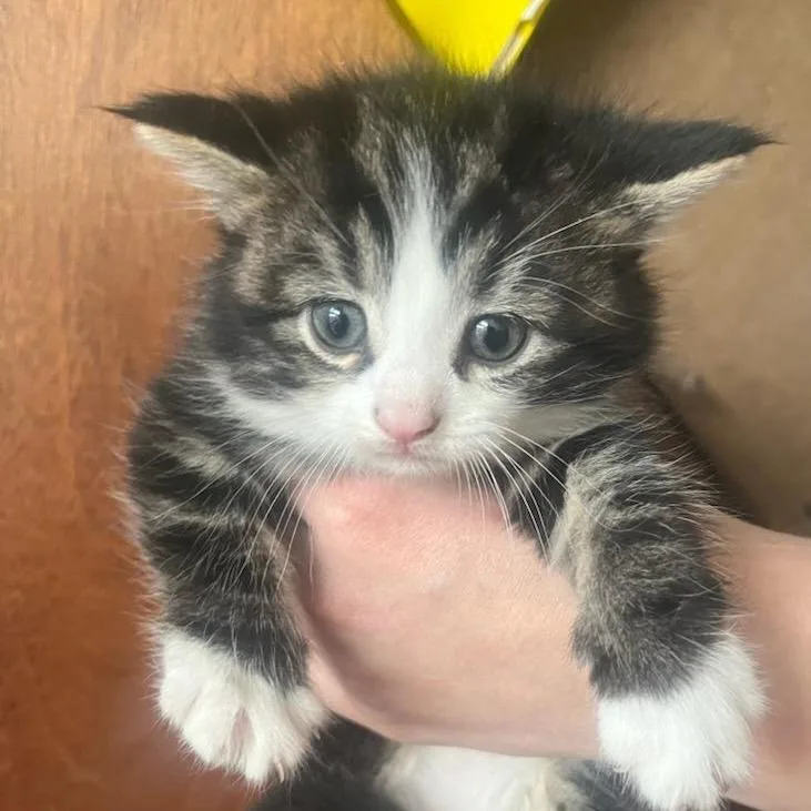 A baby small-sized male Gray / Blue / Silver Domestic Medium Hair cat named Spitpants for adoption in Ringtown, PA