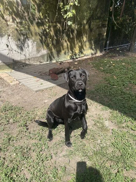 A young medium-sized female Labrador Retriever dog named Cherry for adoption in Houston, TX