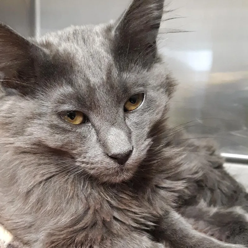 A young medium-sized male Gray / Blue / Silver Domestic Medium Hair cat named Smokey for adoption in Spokane, WA