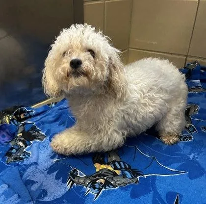 A young small-sized female Mixed Breed dog named Wisp for adoption in Munster, IN