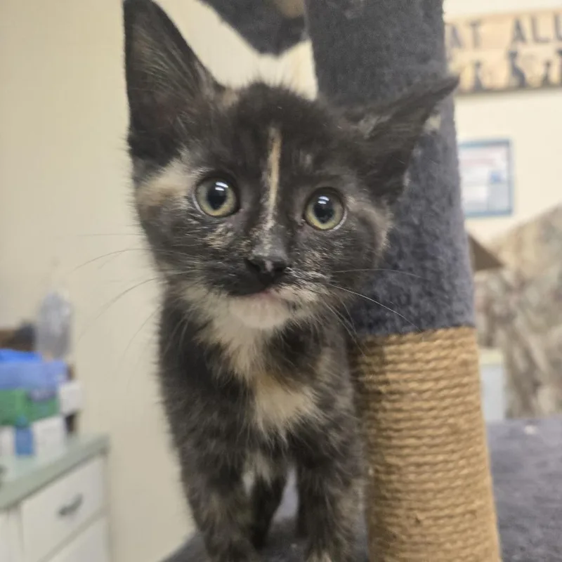 A baby small-sized female Torbie Domestic Medium Hair cat named Alabama for adoption in Tawas City, MI