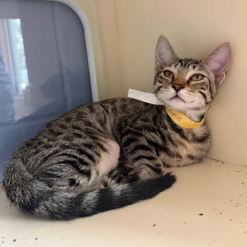 A baby small-sized female Brown / Chocolate Domestic Short Hair cat named Jezebelle for adoption in Jacksonville, FL