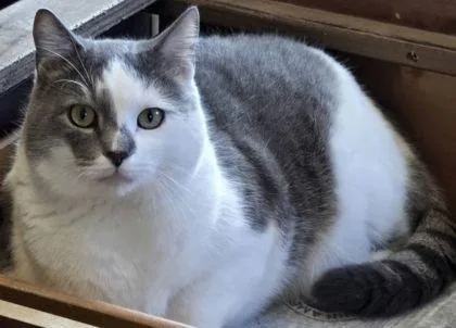 An adult large-sized male Domestic Short Hair cat named Thomas for adoption in River Ridge, LA