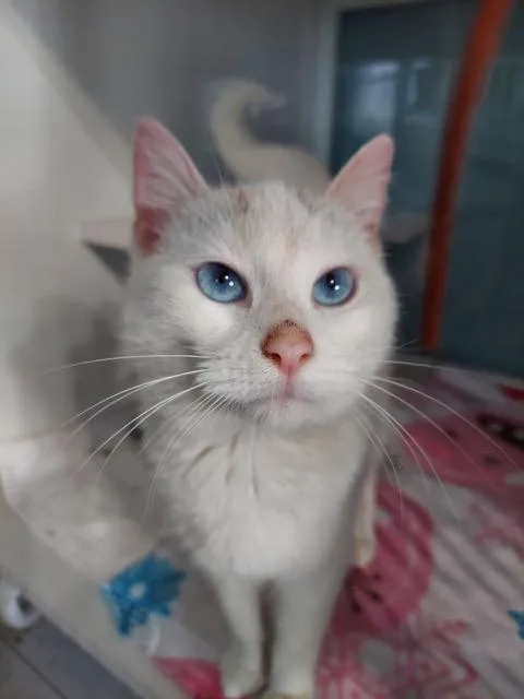 An adult small-sized female White Siamese cat named Toido for adoption in Hutchinson, MN