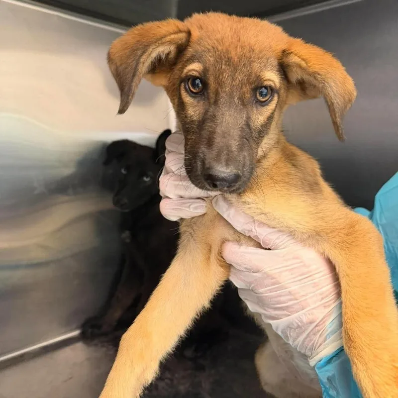 A baby small-sized female Black Mixed Breed dog named Chickie for adoption in Bastrop, TX