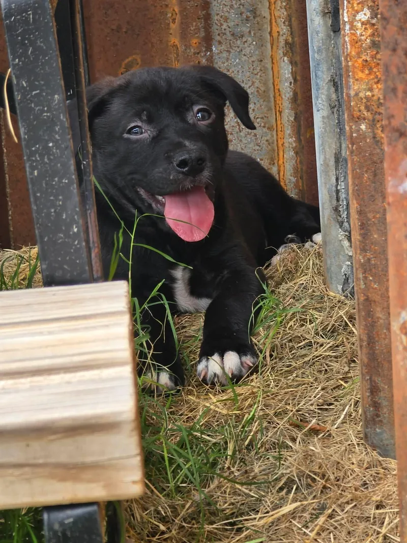 A baby medium-sized male Black Pit Bull Terrier dog named Woody for adoption in Wichita Falls, TX