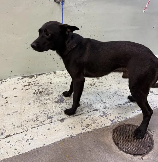 A young medium-sized male Labrador Retriever dog named Maverick for adoption in Houston, TX