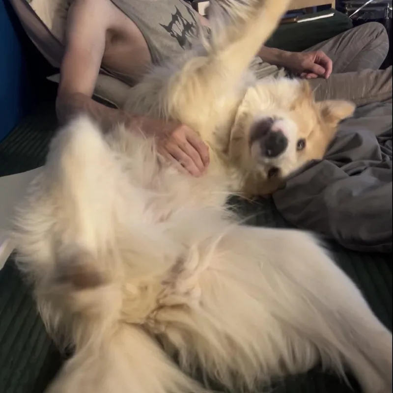 A young large-sized male Great Pyrenees dog named Bentley for adoption in Lynchburg, VA