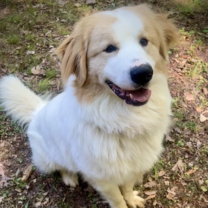 Bentley thumbnail 3