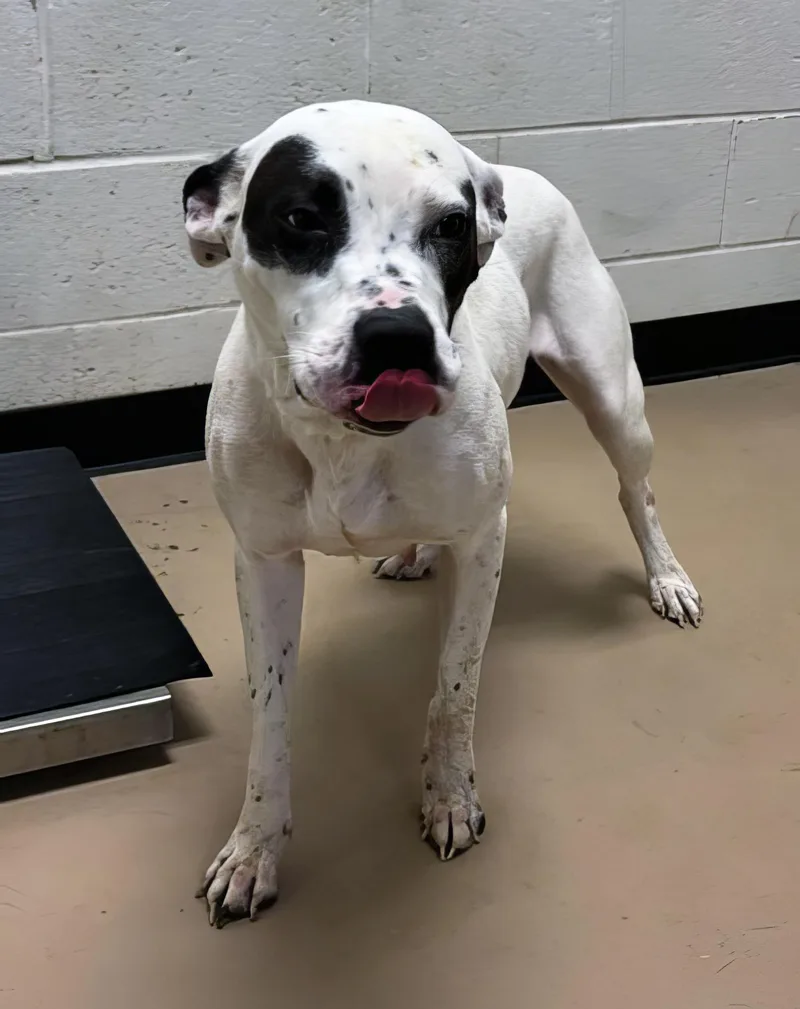 An adult medium-sized female Mixed Breed dog named Phat for adoption in Nashville, TN