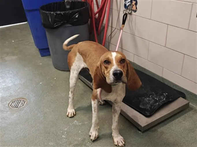 A young large-sized male Mixed Breed dog named A for adoption in Santa Fe, NM