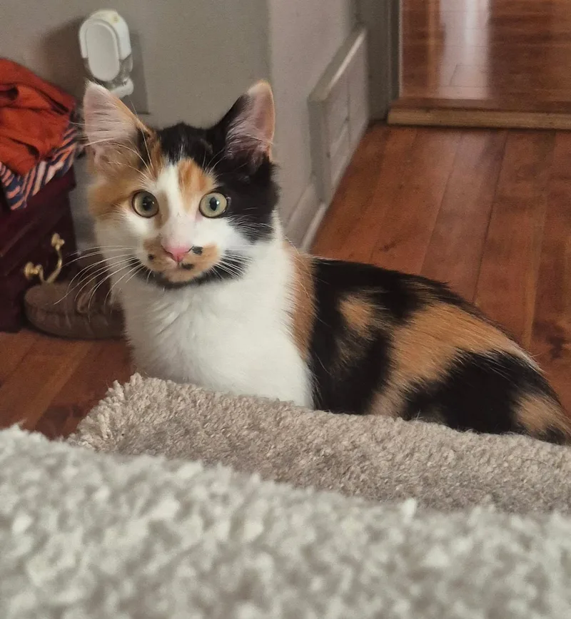 A baby small-sized female Calico cat named Layla for adoption in Blaine, MN