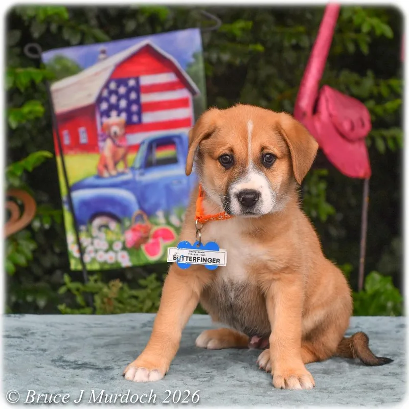 A baby small-sized male Yellow / Tan / Blond / Fawn Labrador Retriever dog named Butterfinger for adoption in Wake Forest, NC