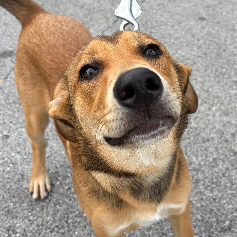 A young medium-sized male Red / Chestnut / Orange Mixed Breed dog named Turkey for adoption in Chattanooga, TN