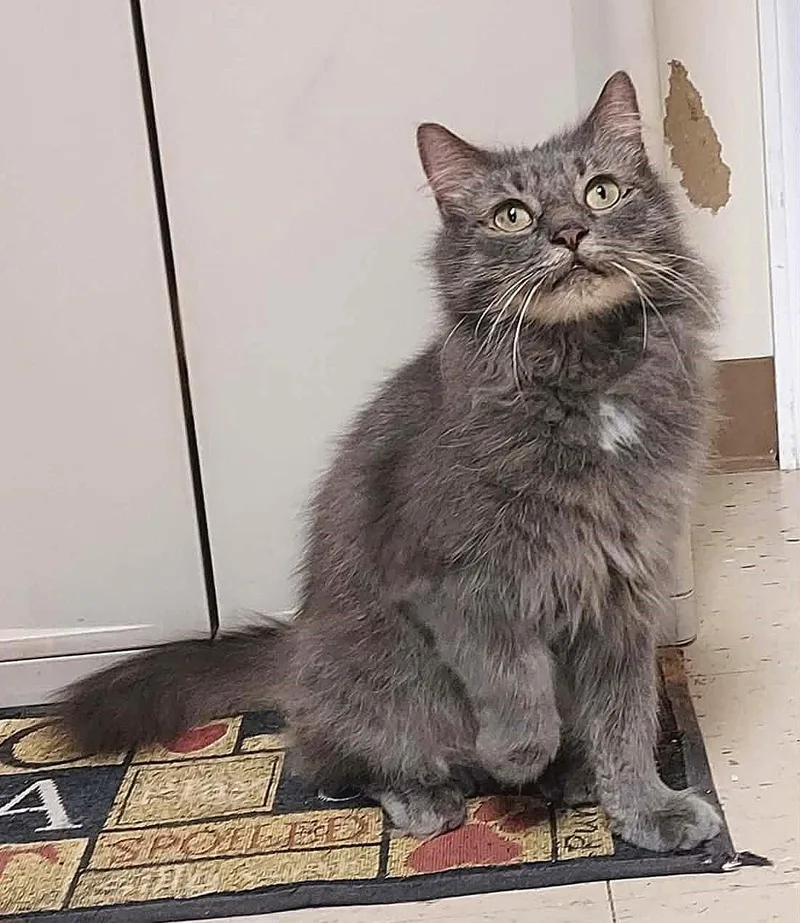 A young medium-sized male Domestic Long Hair cat named Odysseus for adoption in Falls Creek, PA