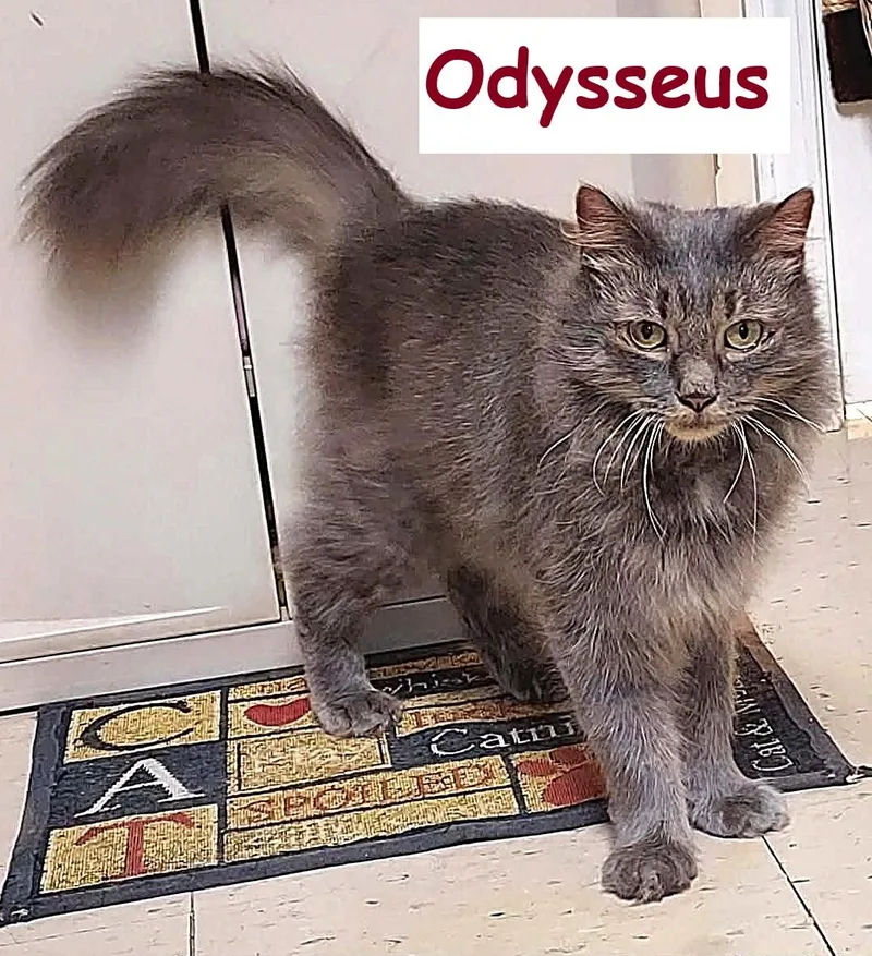 Odysseus thumbnail 6